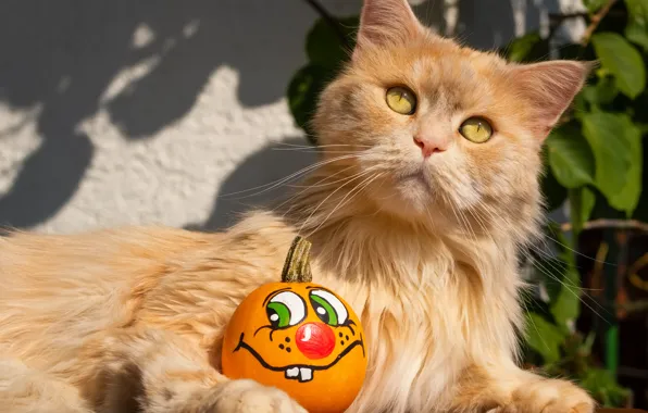 Cat, light, pumpkin, red, Halloween, smiley