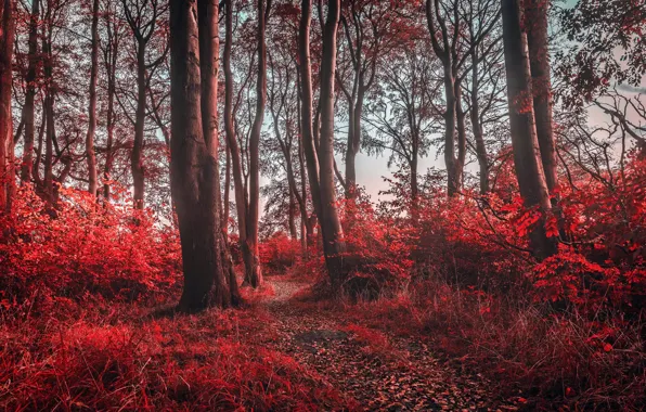 Picture forest, nature, color