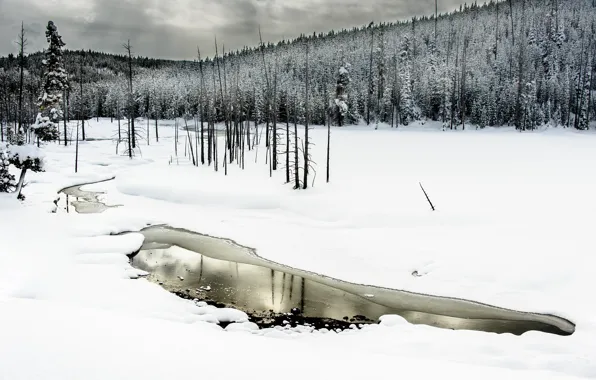 Winter, forest, snow
