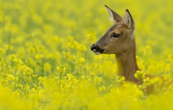 Field, summer, look, face, flowers, nature, portrait, yellow