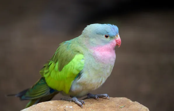 Blue, bird, stone, parrot, grey background, parrot, Princess Alexandra's gorgeous parrot