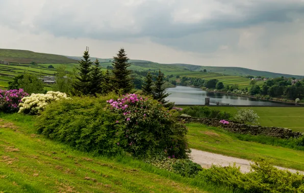 Road, field, grass, trees, flowers, river, panorama, the bushes
