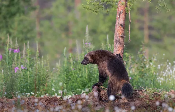 Picture forest, summer, trees, flowers, pose, Wolverine, needles, pine