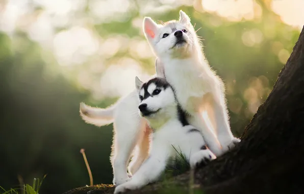 Picture two, blur, puppy, husky