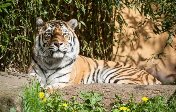 Picture cat, grass, the sun, tiger, shadow, Amur