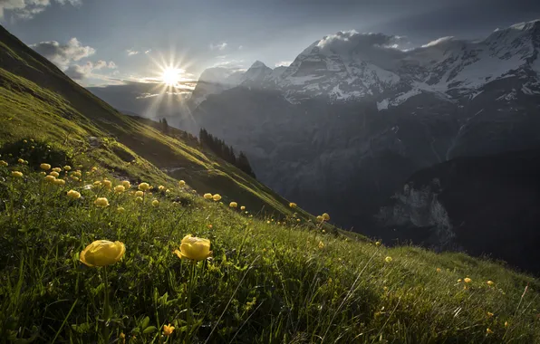The sun, flowers, mountains, slope, haze, globeflowers