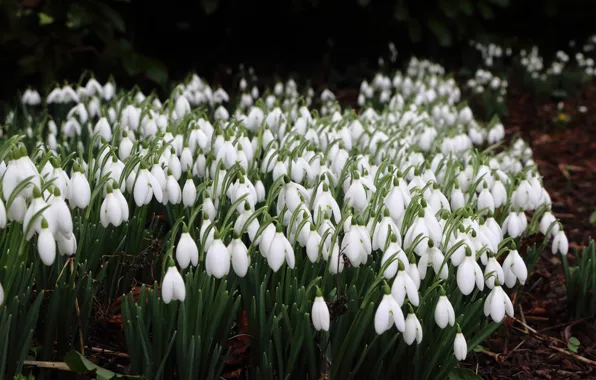 Flowers, the dark background, glade, spring, snowdrops, white, the bushes, a lot