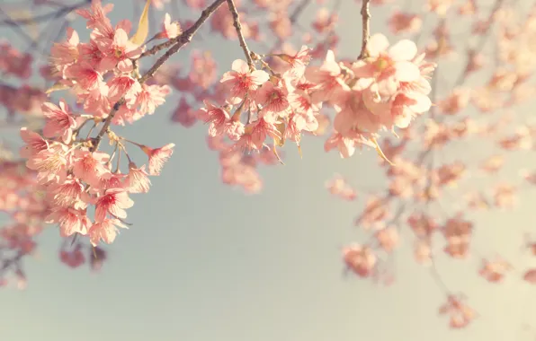 Picture the sky, branches, spring, Sakura, flowering, vintage, pink, blossom