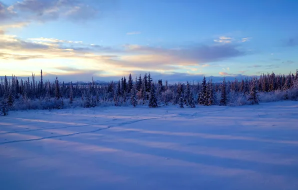 Picture winter, snow, trees, Alaska
