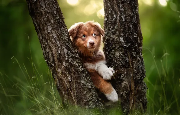 Trees, dog, puppy, Australian shepherd, Aussie