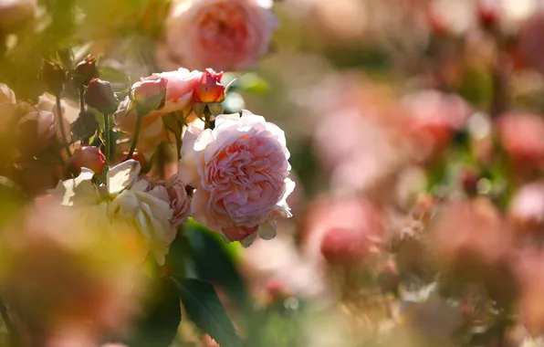 Picture flowers, nature, roses, flowerbed