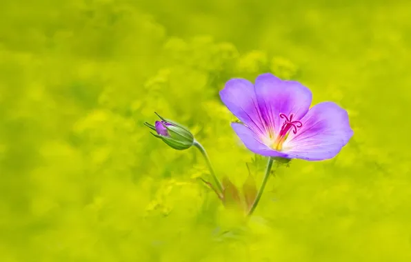Picture background, meadow, bokeh, geranium