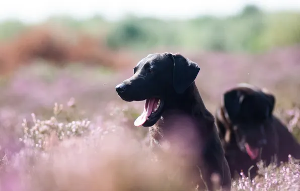 Field, background, dog