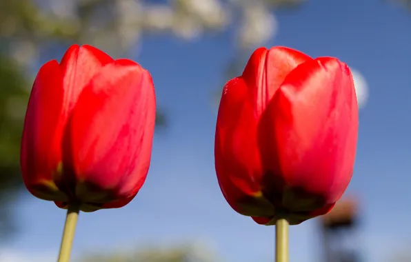 Picture the sky, macro, petals, stem, tulips
