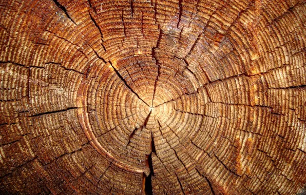 Picture tree, log, slice