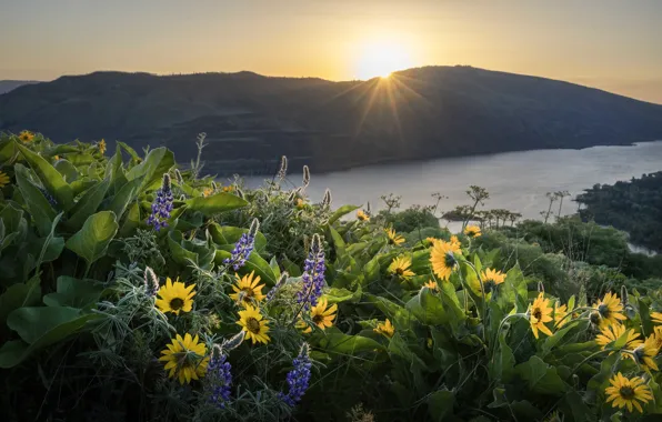 Flowers, mountains, shore, slope, pond, lupins, balsamorhiza