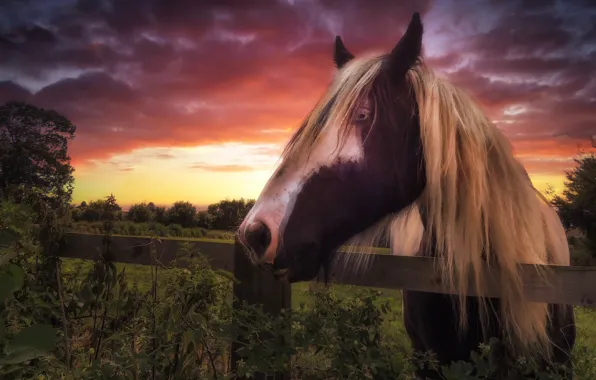 Picture sunset, horse, the fence