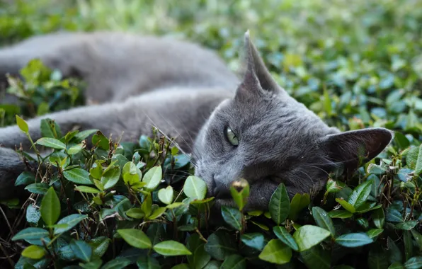 Cat, cat, look, pose, face