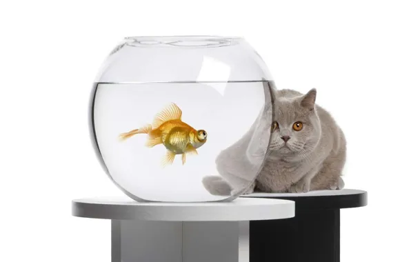 Picture cat, aquarium, goldfish
