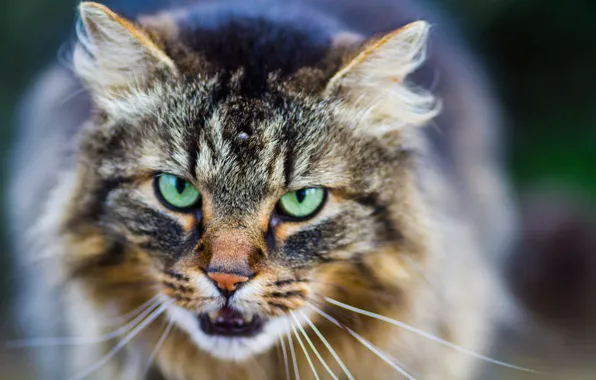 Eyes, cat, mustache, look, background, Koshak