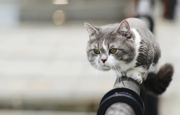 Picture cat, look, muzzle, sheared