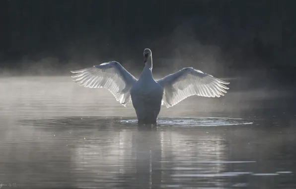 White, fog, bird, morning, Swan, pond, wingspan
