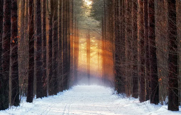 Picture winter, road, forest, snow
