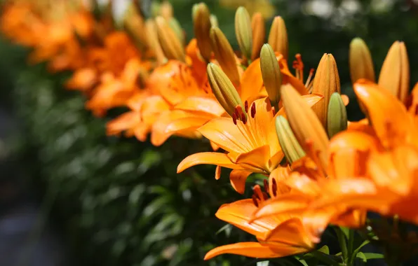 Summer, Lily, garden, orange, flowerbed