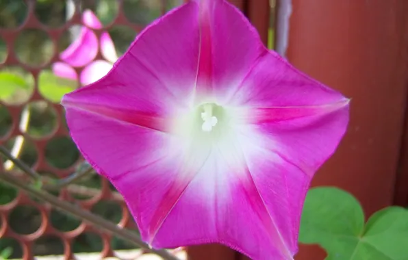 Flower, macro, bindweed, Meduzanol ©