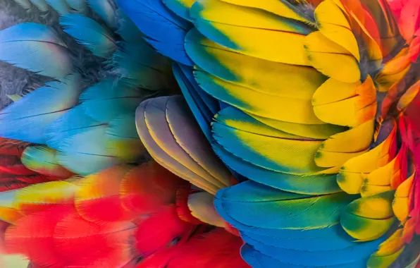 Picture feathers, parrot, colorful