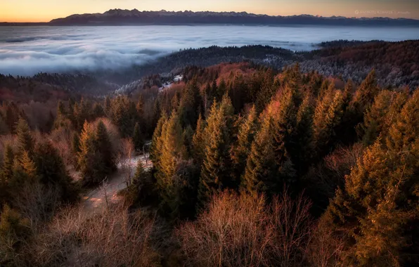 Picture winter, landscape, mountains, nature, fog, Poland, forest