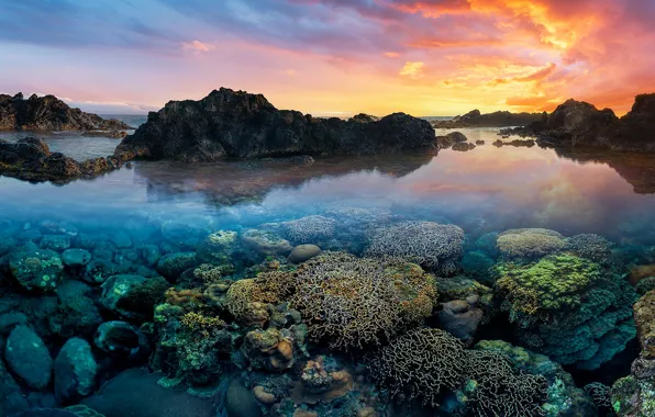 Sunset, the ocean, rocks, corals, The Indian ocean, Indian Ocean, Reunion Island, Reunion Island