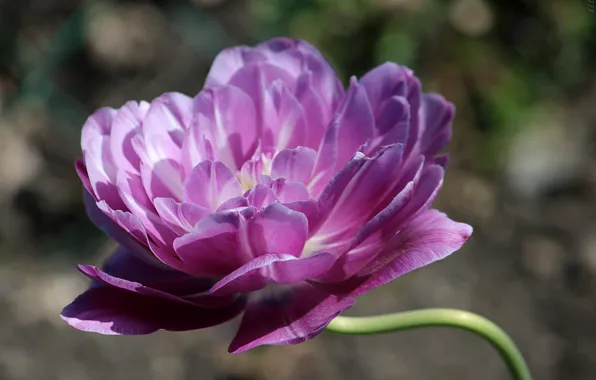Purple, flowers, spring, Tulips, flowering