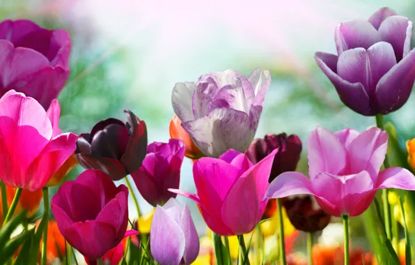 Flower, color, flowers, nature, Tulip, spring, petals, tulips
