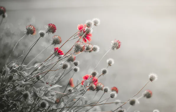 Picture flowers, fog, morning