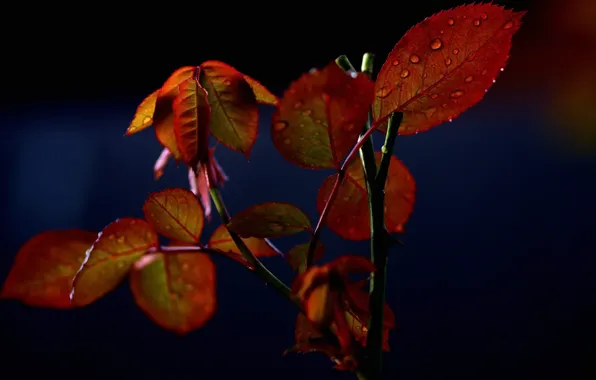 Autumn, leaves, water, drops, branch