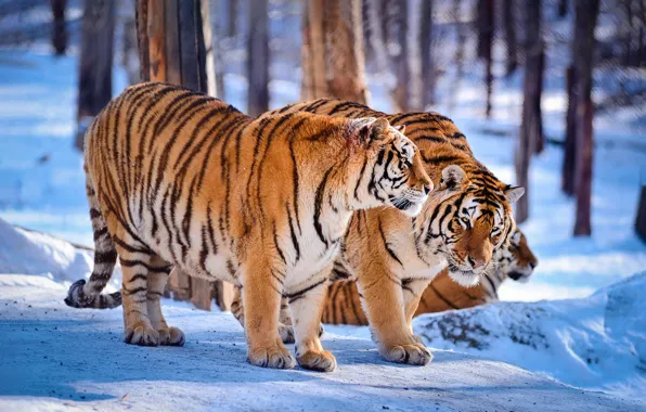 Winter, forest, snow, trees, tiger, pair, shadows, tigers