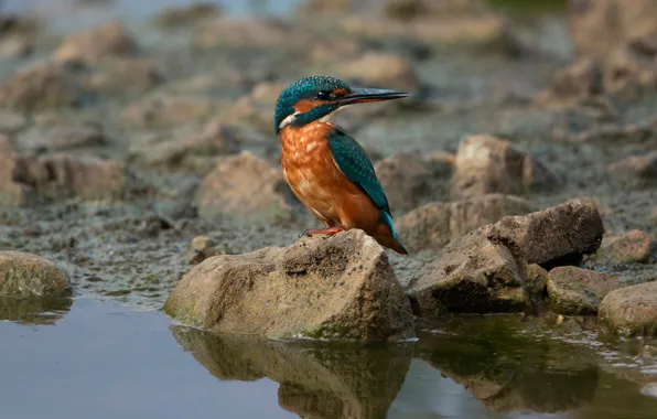 Picture stones, bird, shore, pond, Kingfisher