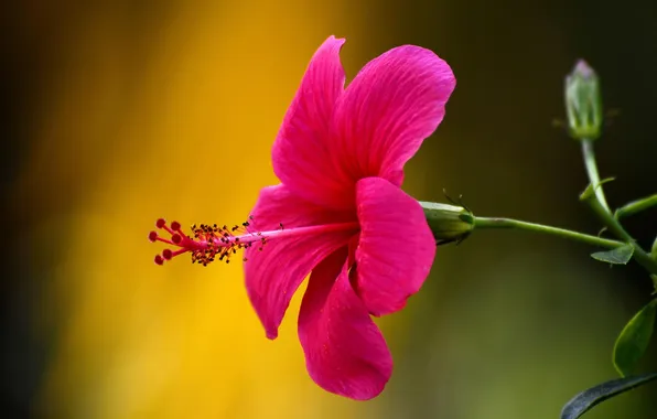 Picture flower, macro, hibiscus