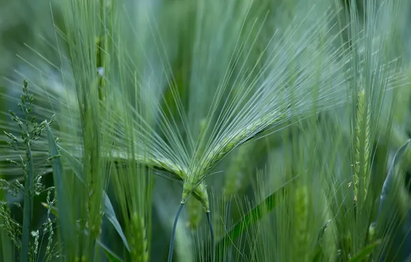 Field, macro, spikelets
