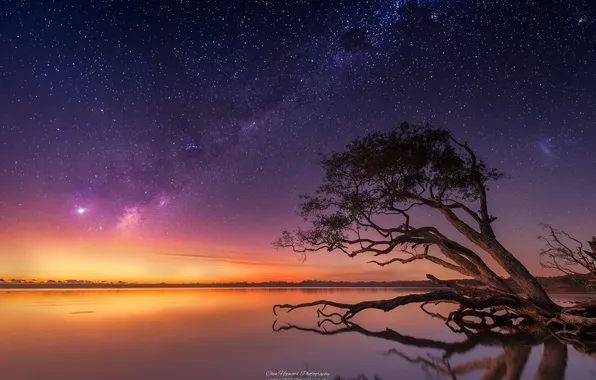 Picture the sky, stars, night, tree, the milky way