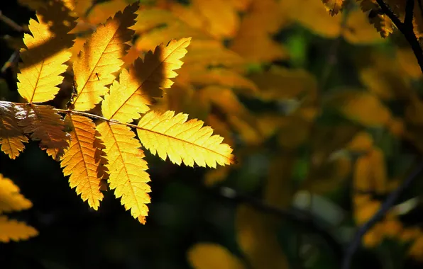 Autumn, light, nature, sheet, yellow, on black