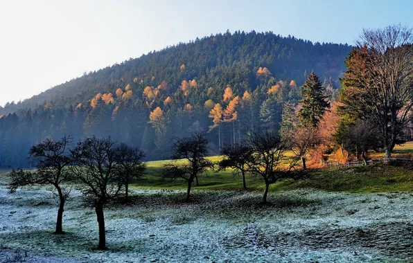 Field, trees, landscape, morning