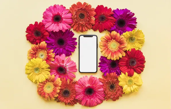 Flowers, spring, frame, colorful, chrysanthemum, flowers, smartphone, spring