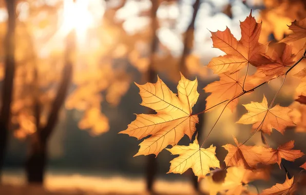 Autumn, leaves, light, trees, branches, nature, Park, foliage