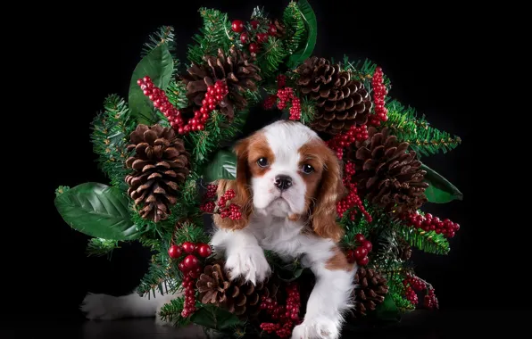 Spruce, puppy, wreath, bumps, The cavalier king Charles Spaniel