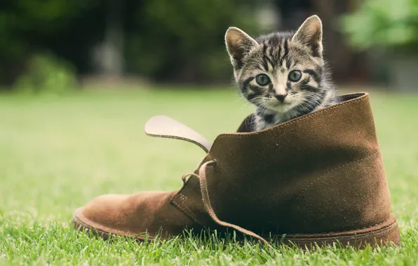 Picture greens, grass, cat, shoes, kitty, face
