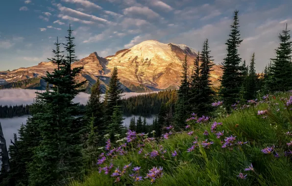 Picture forest, the sky, flowers, mountains, ate, slope, USA, national Park