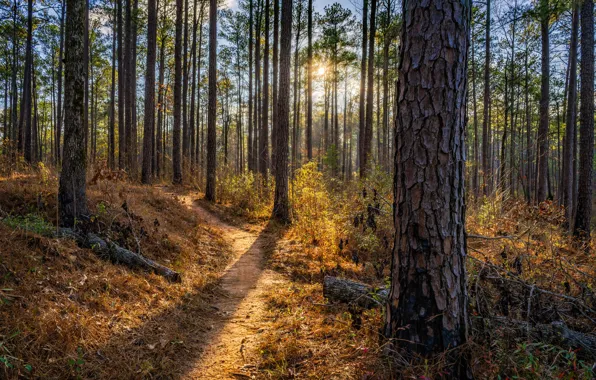 Picture forest, summer, nature