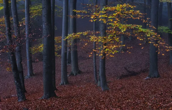 Autumn, forest, trees, branches, nature, trunks, foliage, falling leaves